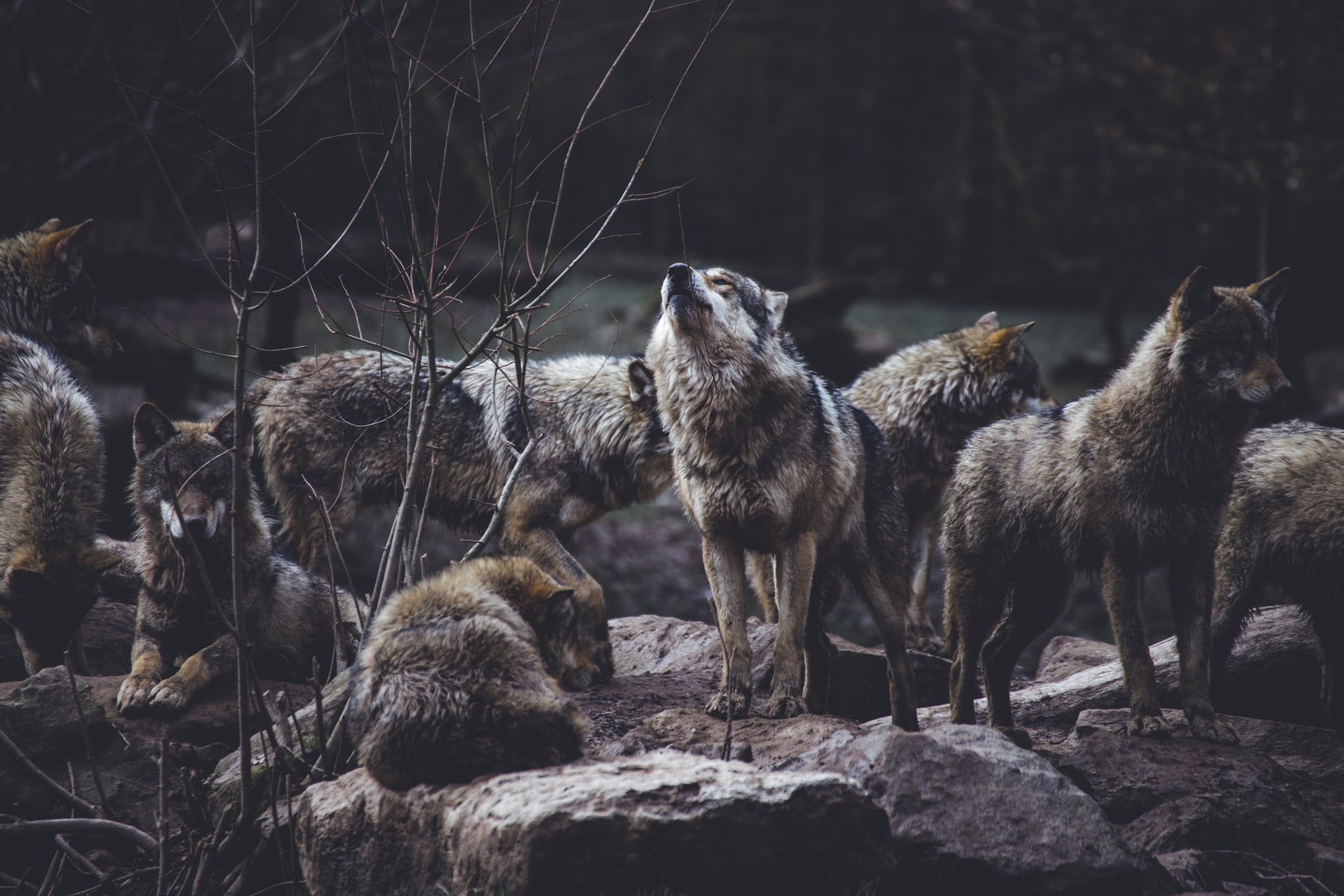 ../_images/wolves-unsplash.jpg